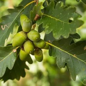 Oak Sessile (Quercus petraea) 2